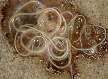 Картинка продукта